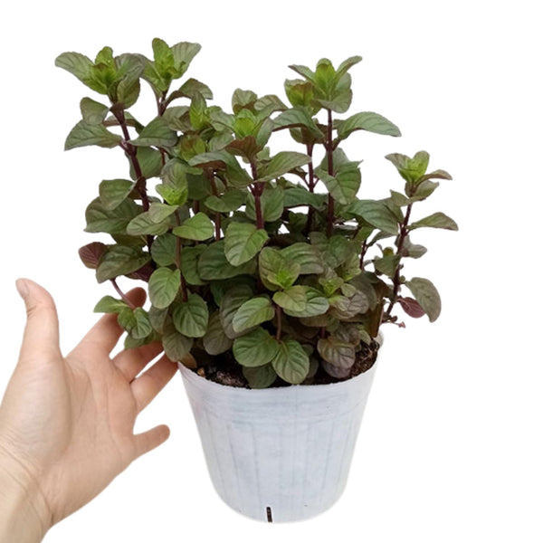 2 Orange Mint Live Plants, Fragrant Culinary Herb, 4-5 Inch Tall