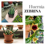 2 Starfish Cactus Succulent Live Plants, Succulent Plant, 2 Inch Pot