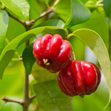 Surinam Cherry Tree Live, Patio Container Plant, 4-7 Inch Tall