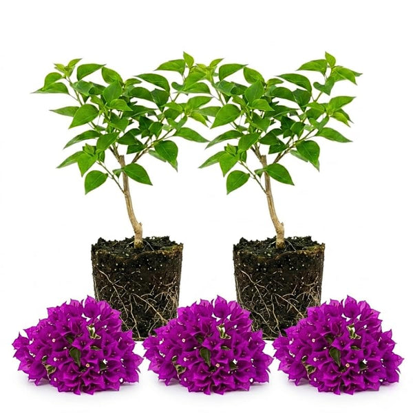 2 Deep Purple Bougainvillea Live Plants, Flowering Vine, 4-7 Inch Tall