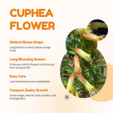 2 Red Live Cuphea Plants, Garden Plant, 4-6 Inch Tall
