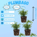 3 Blue Plumbago Live Plant, Flower Bush Vine Plant, 4-6 Inch Tall