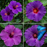Purple Live Hibiscus Plant, Home Garden Plant, 4-6 Inch Tall