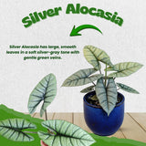 2 Silver Live Alocasia Plants, Ready to Grow Plant, 4-6 Inch Tall