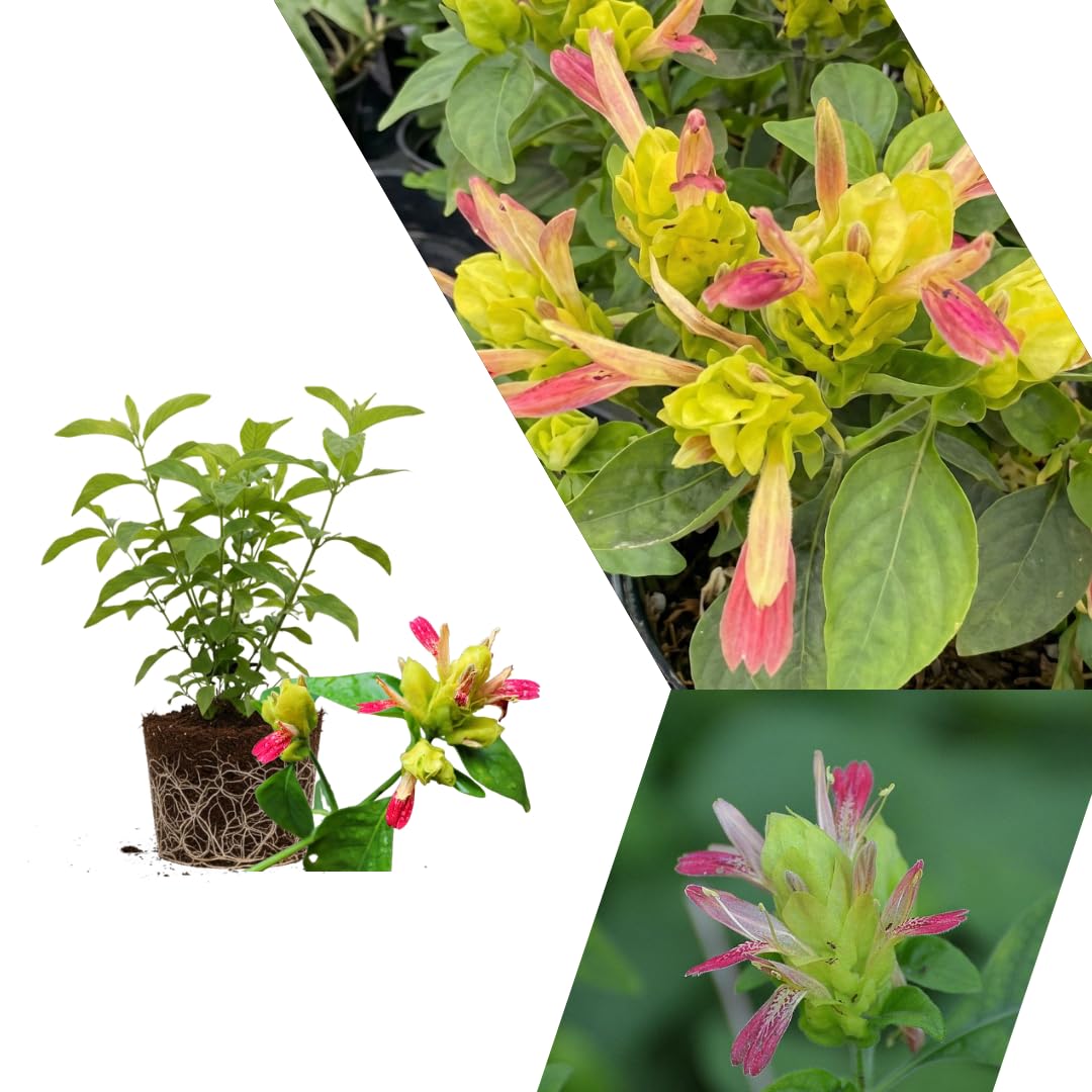 2 Fruit Shrimp Plants Live, Ready to Grow Plant, 4-6 Inch Tall