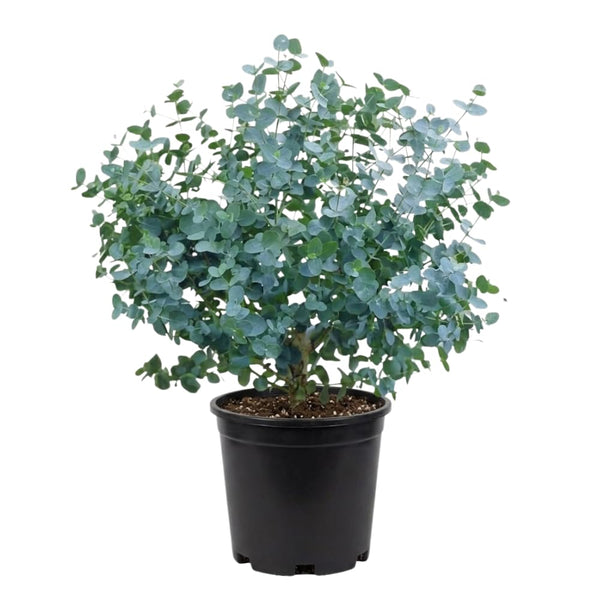 Eucalyptus Plant Live, Indoor Outdoor Tree, 4-6 Inch Tall