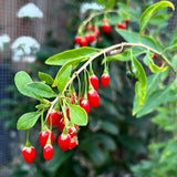 Red Goji Berry Plant Live, Goji Berry Bush, 4-6 Inch Tall