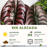 Red Alocasia Live Plant, Rare Tropical Plant, 2-4 Inch Tall