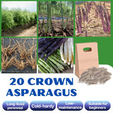 20 Mixed Asparagus Roots to Plant, Ready to Grow Plant
