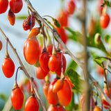 Red Goji Berry Live Plant, Garden Plant, 4-6 Inch Tall
