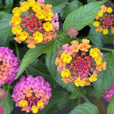 2 Confetti Lantana Live Plants, Lantana Flower Plant, 4-7 Inch Tall