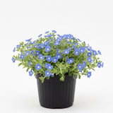 2 Blue Evolvulus Live Plants, Garden Plant, 4-6 Inch Tall