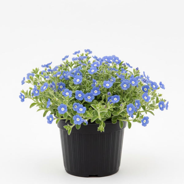 2 Blue Evolvulus Live Plants, Garden Plant, 4-6 Inch Tall