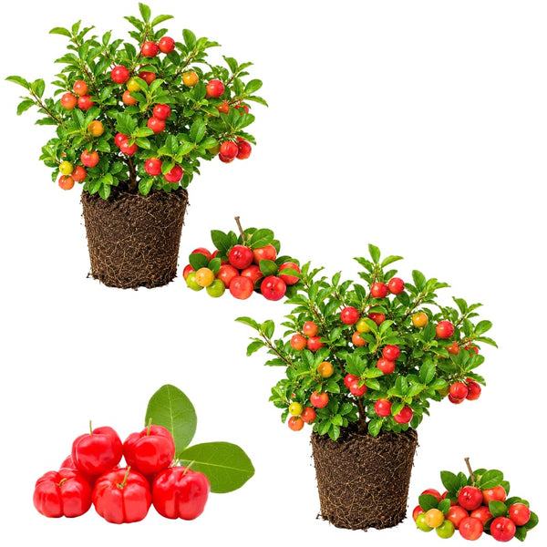 2 Barbados Cherry Live Plants, Live Barbados Cherry Plant, 4-6 Inch Tall