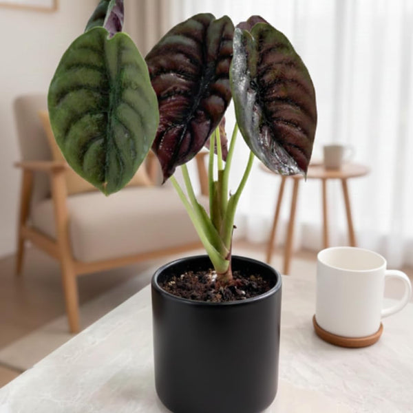 2 Red Purple Alocasia Live Plants, Hardy Garden Plant, 4-6 Inch Tall