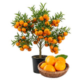 Grafted Satsuma Citrus Tree, Mandarin Orange TRE, 2-3 Ft Tall