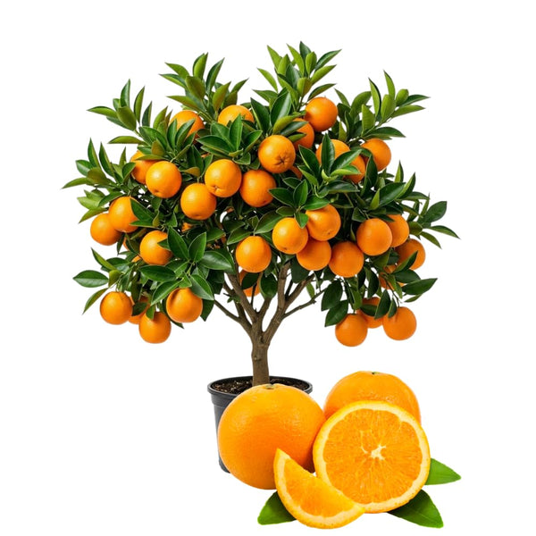 Navel Orange Fruit Live Plant, Edible Citrus Tree, 1-2 Ft Tall, Gallon Pot