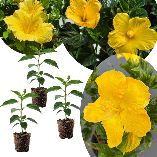 Set of 3 Hardy Hibiscus Live Plants, Yellow Hibiscus Plant, 4–6" Tall