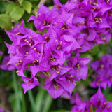 2 Purple Bougainvillea Plants Live, Patio Container Plant, 5-7 Inch Tall