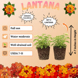 2 Bright Orange Lantana Live Plants, Lantana Flower Plant, 4-7 Inch Tall