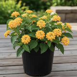 2 Chapel Hill Gold Lantana Live Plants, Lantana Flower Plant, 4-7 Inch Tall