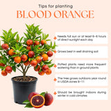 Blood Orange Tree, Indoor Outdoor Plant, 1-2 Ft Tall
