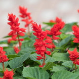 4 Red Sage Live Plants, Salvia Plants, Well-Rooted Starter Plant, 4-6 Inch Tall