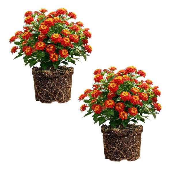 2 Dallas Red Lantana Live Plants, Lantana Flower Plant, 4-7 Inch Tall