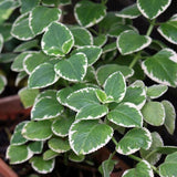 Set 3 Variegated Cuban Oregano Live Plant 4-5 Inch Tall