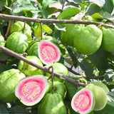 Pink Guava Live Plant, Starter Fruit Plant, 8-10 Inch Tall