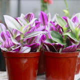Pink Wandering Jew Live Plant, Desk Shelf Plant, 3-5 Inch Tall, 3 Inch Pot
