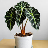 2 Dark Green Alocasia Live Plants, Hardy Garden Plant, 4-6 Inch Tall