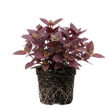 2 Purple Alternanthera Live Plants, Hardy Garden Plant, 4-6 Inch Tall