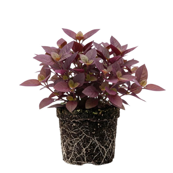 2 Purple Alternanthera Live Plants, Hardy Garden Plant, 4-6 Inch Tall