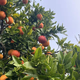 Red Blood Orange Live Citrus Tree, 24–30 Inch Tall