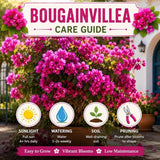 2 Purple Bougainvillea Live Plants, Fence Trellis Vine, 4-7 Inch Tall