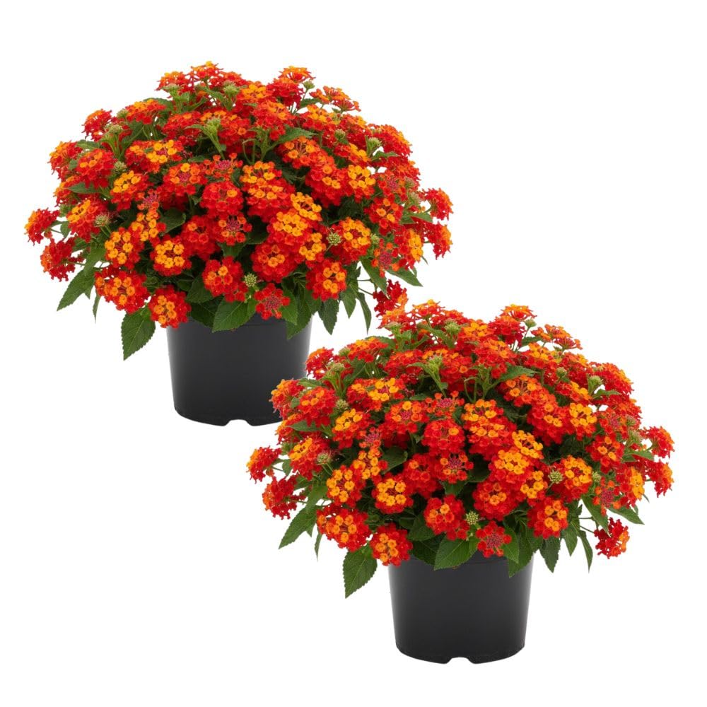 Set 2 Deep Red Lantana Live Plant 4-6 Inches Tall