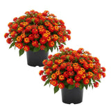 Set 2 Deep Red Lantana Live Plant 4-6 Inches Tall