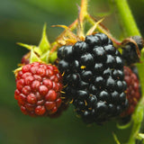 2 Triple Crown Thornless Blackberries Plant Live, Sweet Fruit 4-7 Inch Tall