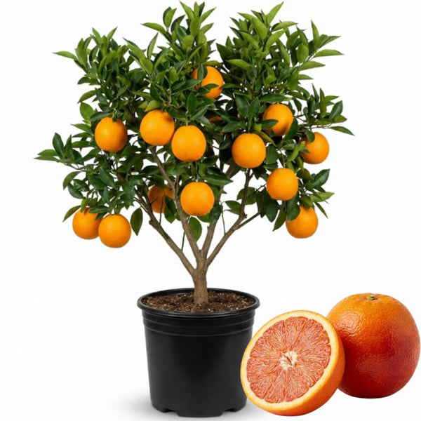 Orange Tree, Patio Container Plant, 1-2 Ft Tall, 1 Gallon Pot