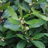 Bay Laurel Tree Live Plant, Fragrant Herb Plant, 4-7 Inch Tall