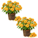 2 Chapel Hill Gold Lantana Live Plants, Lantana Flower Plant, 4-7 Inch Tall