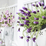 2 Spanish Lavender Plants, Lavender Plants Live, 4-8 Inch Tall