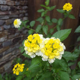 Set 2 Bright Yellow Lantana Live Plant 4-6 Inches Tall