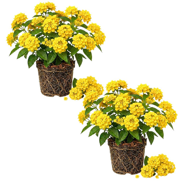 2 Bright Yellow Lantana Plants Live, Fragrant Flowers, 4-7 Inch Tall