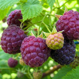 3 Glencoe Thornless Live Raspberry Plants, Ready to Grow Plant, 4-6 Inch Tall