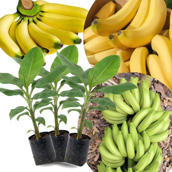 3 Banana Trees Live Plants, Bareroot Fruit Tree, 3-5 Inch Tall