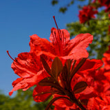 Red Azalea Plant Live in Pot - 6-10 Inch Tall Azalea Shrub