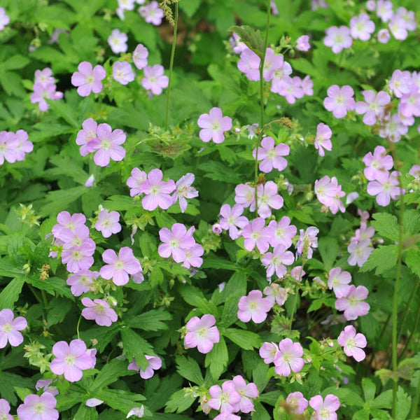 15 Geranium Live Plants, Patio Container Plant