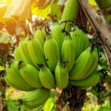 NAM Wah Banana Plant Live, Sweet Fruit Banana Tree 4-7 Inch Tall